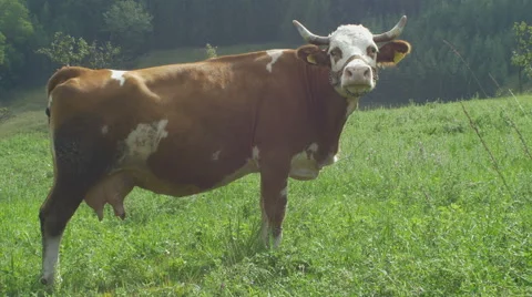 Cow stand on the field and looking into the camera by Pakito. Video stock 68304867