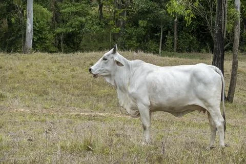 Cow Standing Amongst Pasture Stock Photos