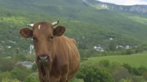 Cow Standing And Looking At Camera Video stock 63295835