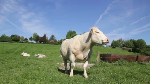 Cow standing and staring Stock Footage 50085350