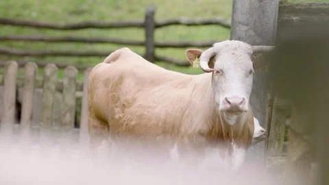 Cow Standing and Turning Head Near Wooden Fence in Rural Livestock Pen Outdoors Stock Footage 334054315