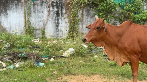 Cow standing on bare ground and grass in an open field area surrounded by 库存影片 333632743