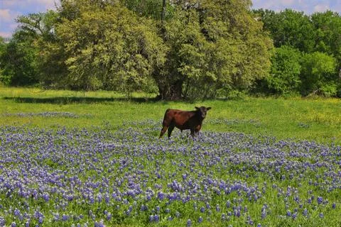 Cow standing in Bluebonnets Stock Photos