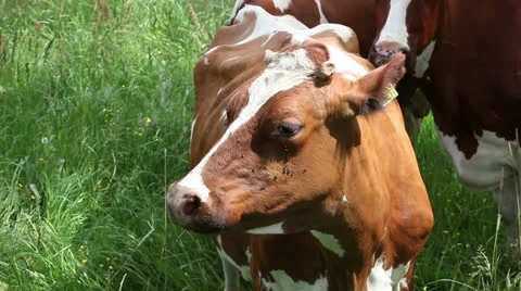 Cow standing in a field 스톡 동영상 24932613