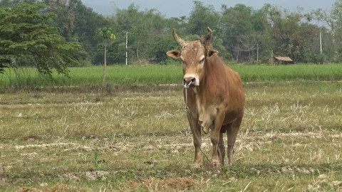 Cow standing in the field. Stock Footage 74300086