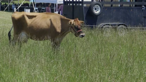 Cow standing in field Stock Footage 197842445