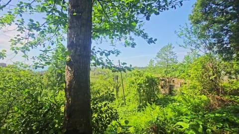 A cow standing in the. Stock-Footage 282975883