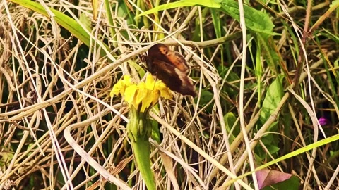 A cow standing in the. Stock Footage 284624607