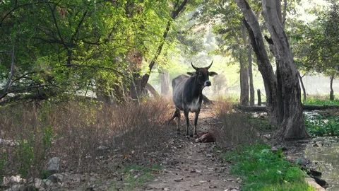 Cow Standing on Forest Path with Sunlight Rays  Peaceful Rural Nature Scene 스톡 동영상 331145952