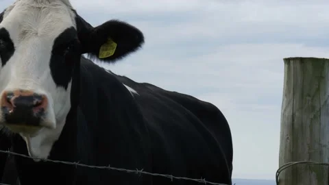 A cow is standing in front of a wire fence Stock Footage 155399718