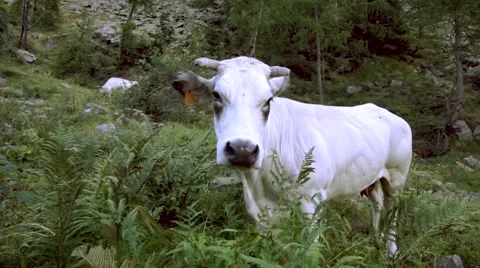 Cow standing on the grass 스톡 동영상 55259950