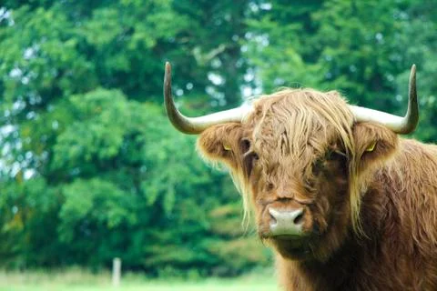 Cow Standing on Grass 写真素材