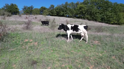 A cow standing on a grassy hillside, surrounded by nature in a peaceful rural Stock Footage 288823631