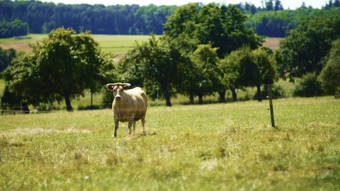 Cow standing on green fields in summer 動画素材 126820105
