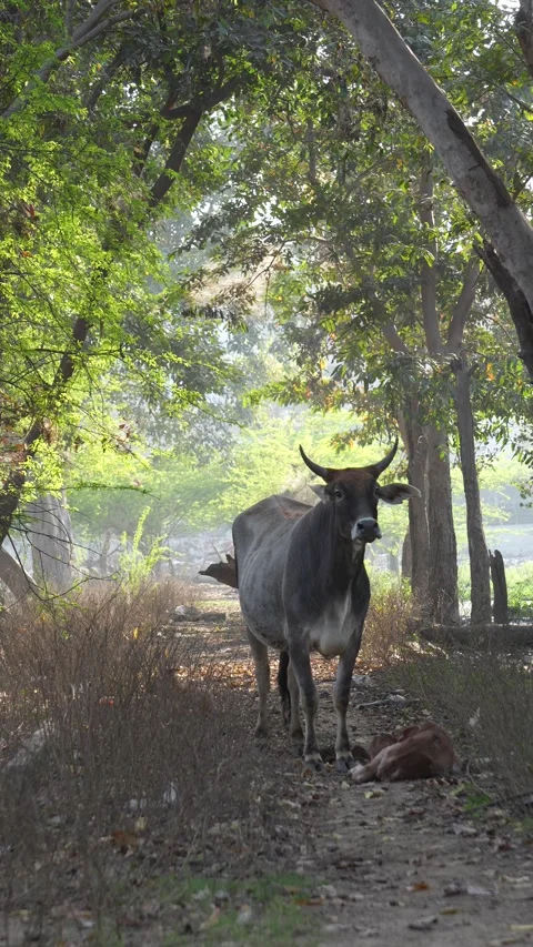 Cow Standing Guard Over Calf  Protection and Care in Farm Environment Stock Footage 331145960