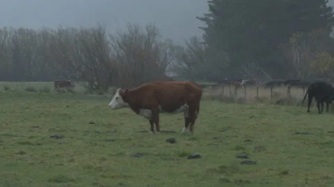 Cow Standing in Heavy Rain Stock Footage 63920622