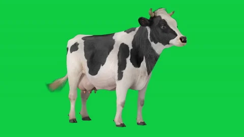 Cow standing idle in her place isolated on Green Screen Background 4K Stock Footage