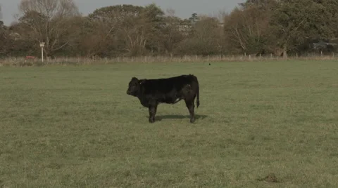 Cow standing on its own Video stock 44292578