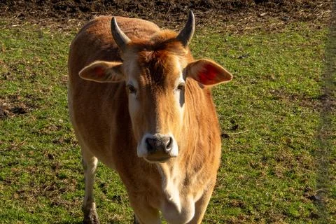 Cow standing in the meadow, looking at the camera Foto stock