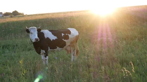 Cow standing on a meadow at sunset Stock Footage 113742706
