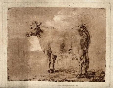 A cow standing in a paddock. Crayon-manner etching in sanguine by S. Gilpin. Stock Illustration