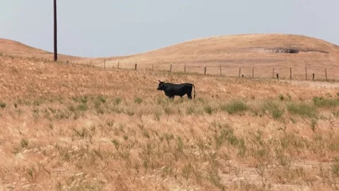 A cow standing on top of a dry grass field Stock Footage 155397035