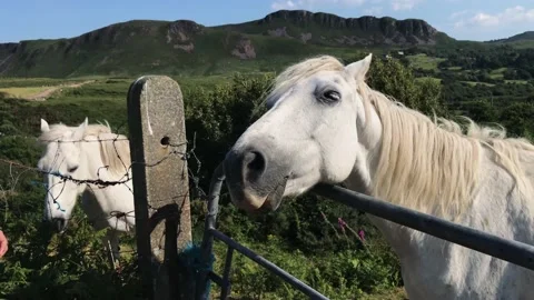 A cow standing on top of a mountain Stock Footage 155403802
