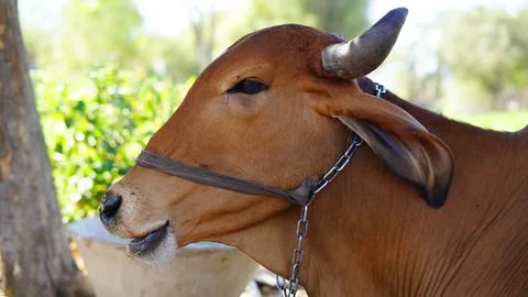 Cow standing under the tree. Brown cow grazing and ruminating on a green fa.. Stock Photos