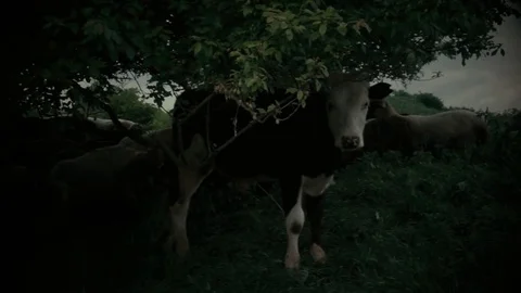 The cow is standing under the tree Stock Footage 77165426