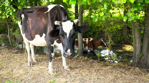 A cow stands amid the stream Stock Footage 71218510