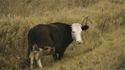 Cow stands on field Stock Footage 59309064