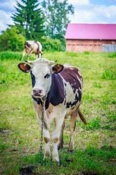 Cow stands on grass Stock Photos