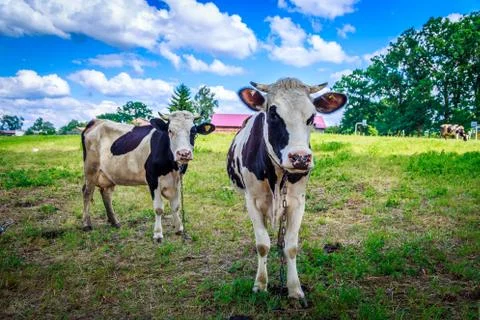 Cow stands on grass Stock Photos