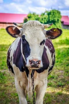 Cow stands on grass Stock Photos