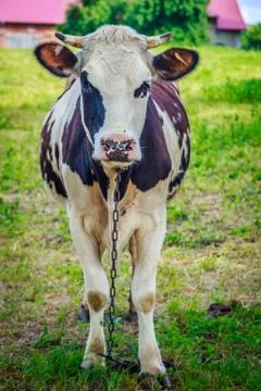 Cow stands on grass Stock Photos