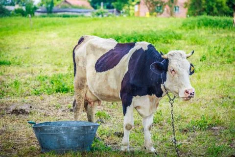Cow stands on grass Stock Photos