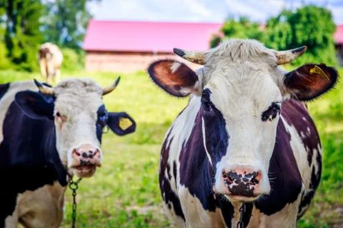 Cow stands on grass Stock Photos