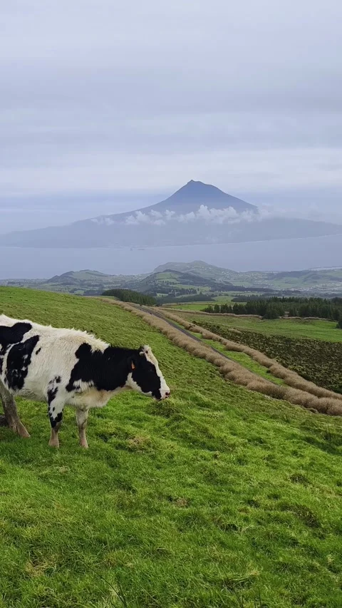 A cow stands in the meadow, Stock Footage 269126898