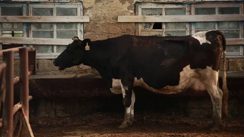 A cow stands in an open paddock Stock Footage 73560741