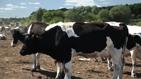 A cow stands sideways at full height on a farm Stock Footage 269157276