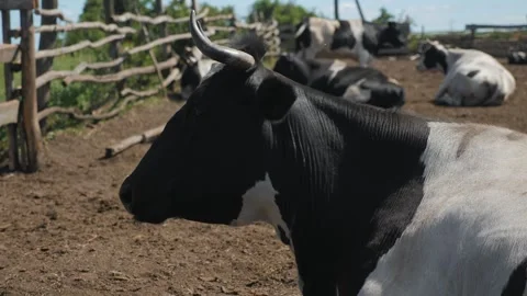 A cow stands sideways at full height on a farm Vidéo 269157440