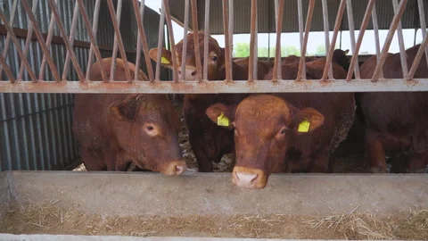 A cow stands in a stall and eats grass. Many cows on the farm in winter.  Vídeo Stock 179092832