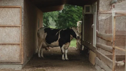 Cow stands under canopy between two barns and chews hay. Slow motion. Breeding 库存影片 273025030