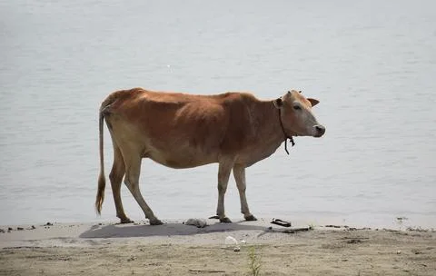 Cow standuing at a river Stock Photos