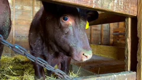 Cow Stare Down Look Stock Footage 163243348