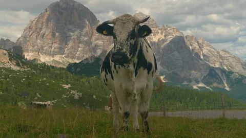 Cow stares down camera in the alps Stock Footage 96772060