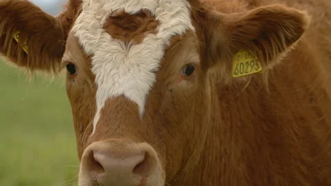 Cow staring into camera (Extreme Close up) Stock Footage 163160144