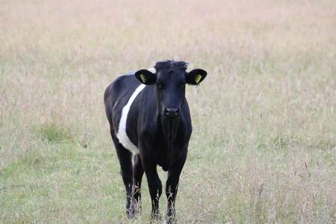 Cow staring at camera Stock Photos