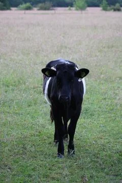 Cow staring at camera Stock Photos