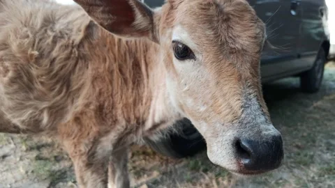 A cow staring to the camera on a sunny day Stock Footage 219286060